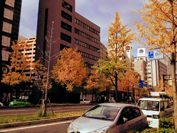 大阪の御堂筋はイチョウの木がたくさん植えられているので人気のスポットです。